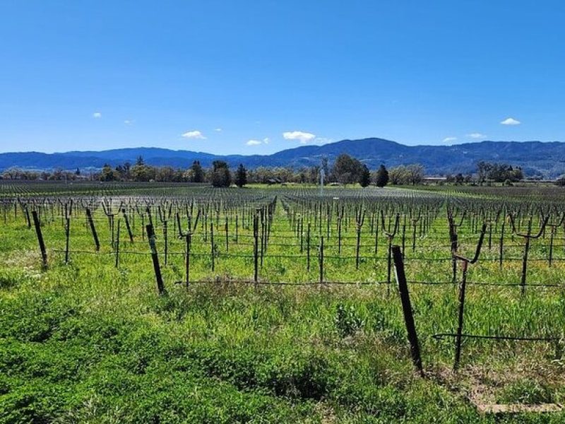 Half-Day Private Champagne and Wine Tour to Sonoma and Napa