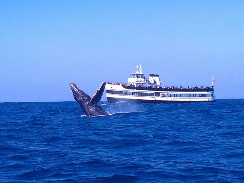 San Diego Whale Watching Cruise