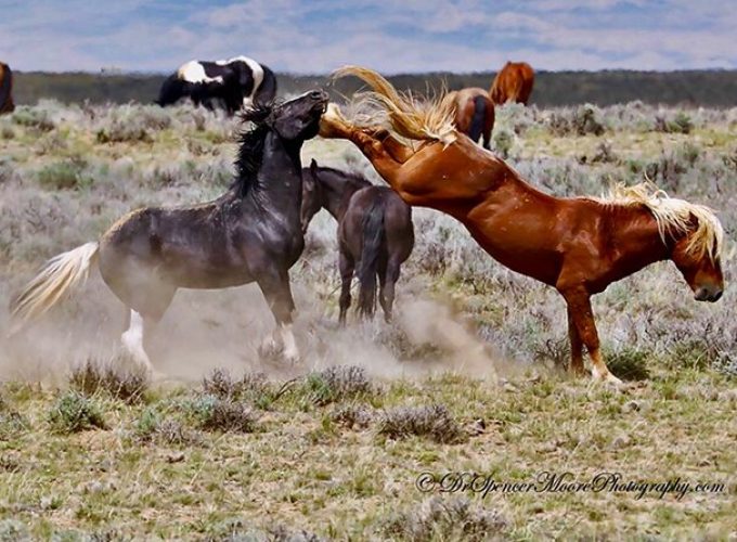 Red Canyon Wild Mustang Van or Bus Tours For Large Groups 5 PM