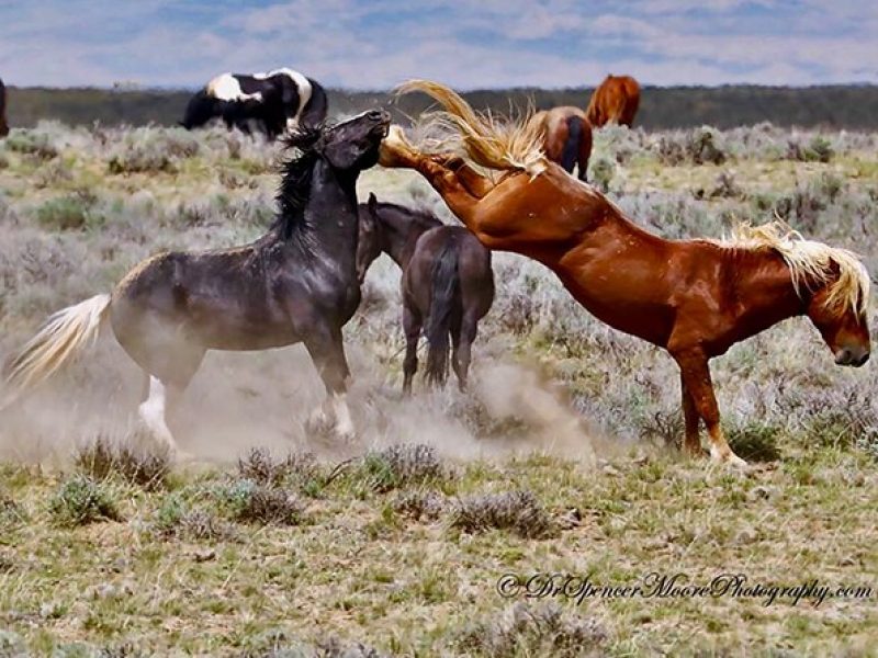 Red Canyon Wild Mustang Van or Bus Tours For Large Groups 5 PM