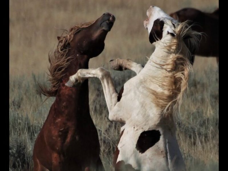 Private 4 Hour Red Canyon Wild Mustang Air Conditioned Van Tours