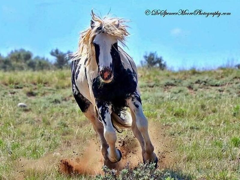 Cody Wild Mustang Small Group ecotour By Red Canyon Wild Mustang