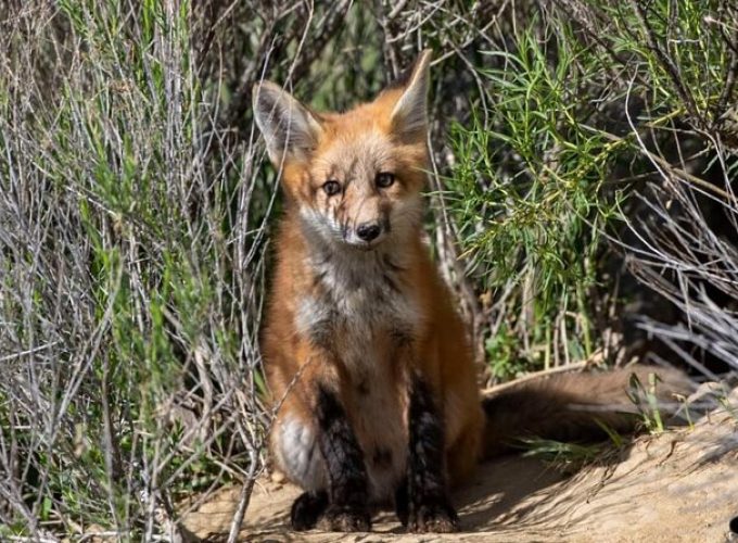 Yellowstone For Kids Family Fun Tour w/PU in West Yellowstone