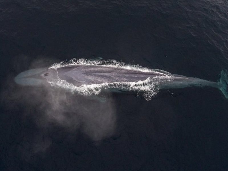 Half-Day Whale Watching Tour From Monterey