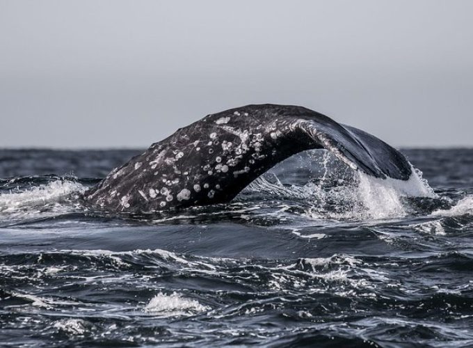 3-Hour Monterey Bay Winter Whale-Watching Tour