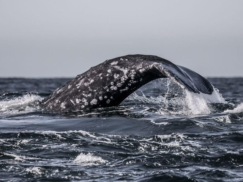 3-Hour Monterey Bay Winter Whale-Watching Tour