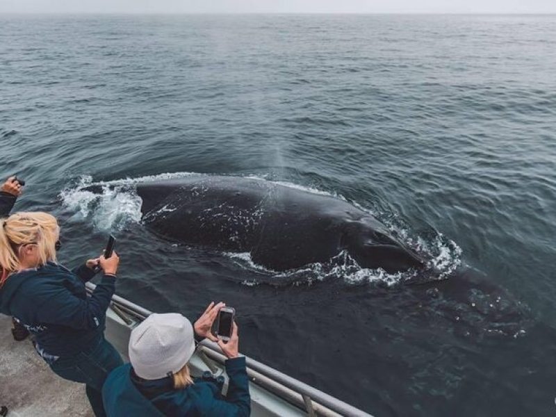 Afternoon Whale Watch