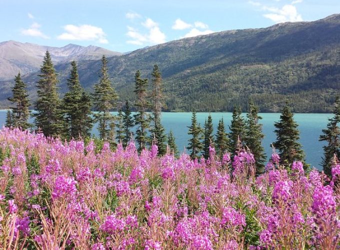 Skagway Shore Excursion: Half-Day Tour to the Yukon Border and Suspension Bridge