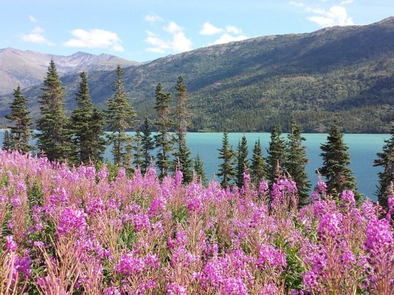 Skagway Shore Excursion: Half-Day Tour to the Yukon Border and Suspension Bridge