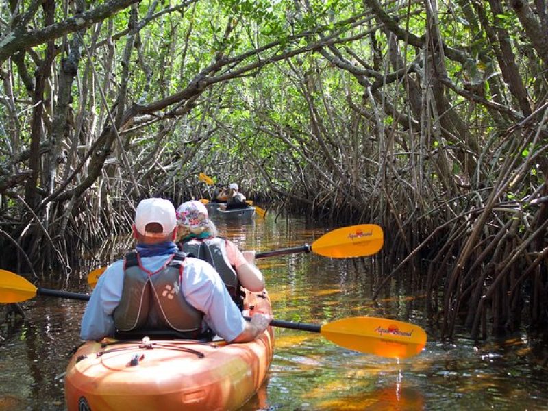 Manatees and Mangrove Tunnels Small Group Kayak Tour