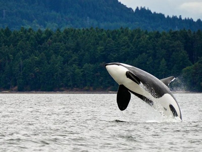 Juneau Whale Watching and Salmon Bake