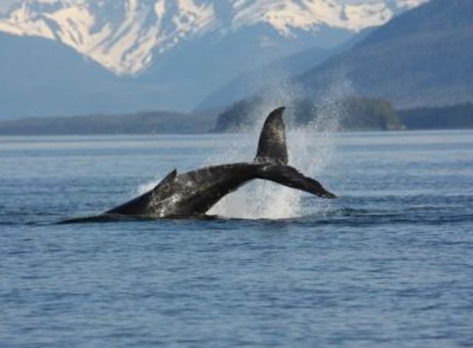 Juneau Whale Watching Adventure