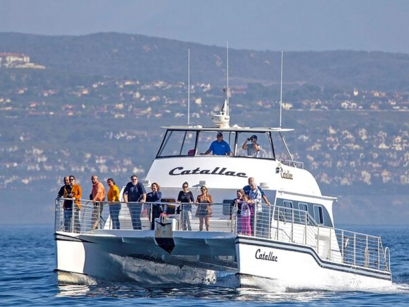 Luxury Whale Watching: Fewer People, Extra Speed, Expert Staff