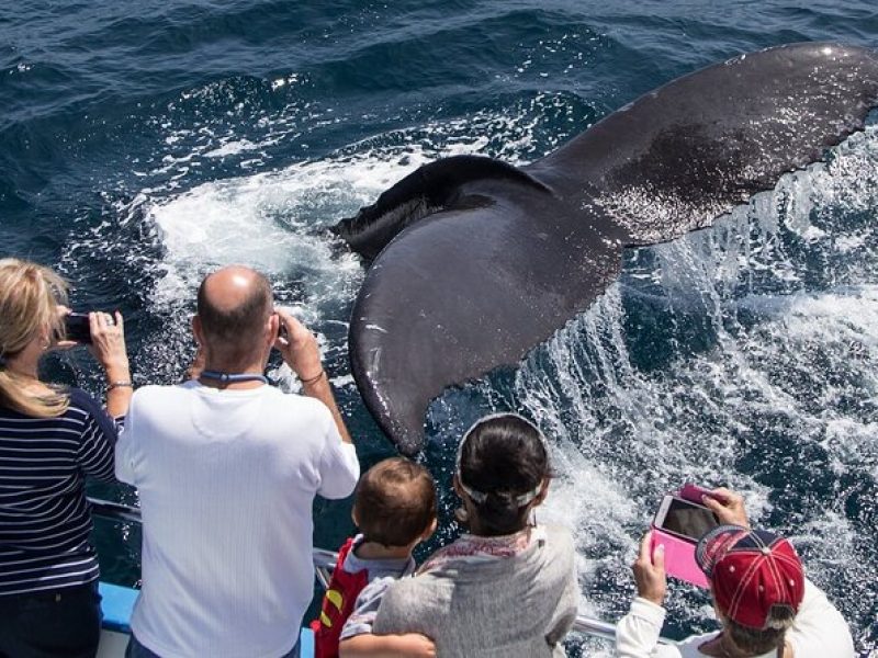 Whale-Watching Cruise from Newport Beach