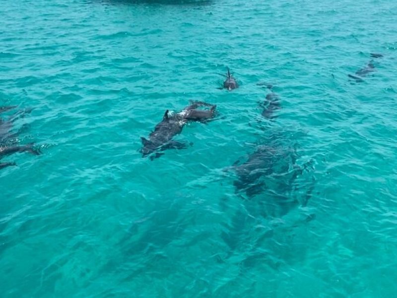 Shell Island Dolphin Sightseeing Boat Tour