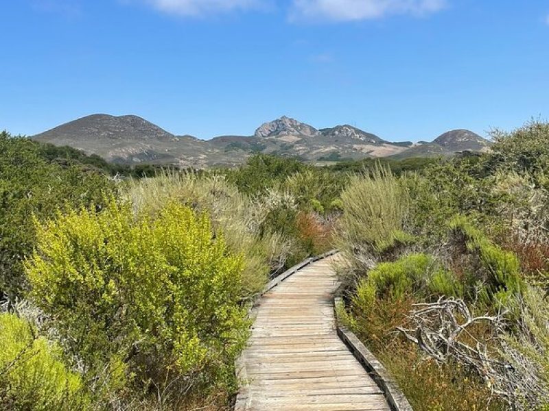 Elfin Forest Nature Tour with Local Sweet and Savory Tasting