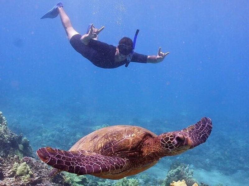 Ma'alaea Harbor: Westside Turtle Town Snorkel on Quicksilver