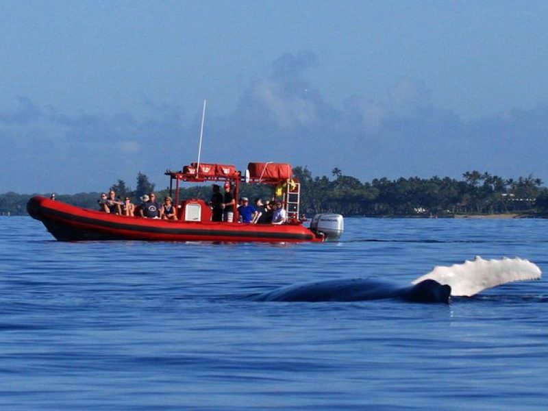 Maui Whale-Watching Tour by Raft from Kihei