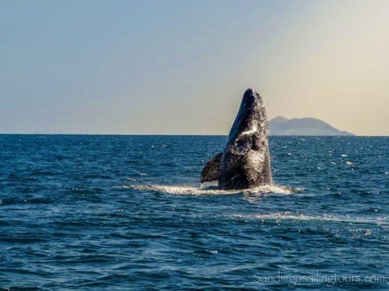 San Diego Half-Day Marine Wildlife Tour with Lunch