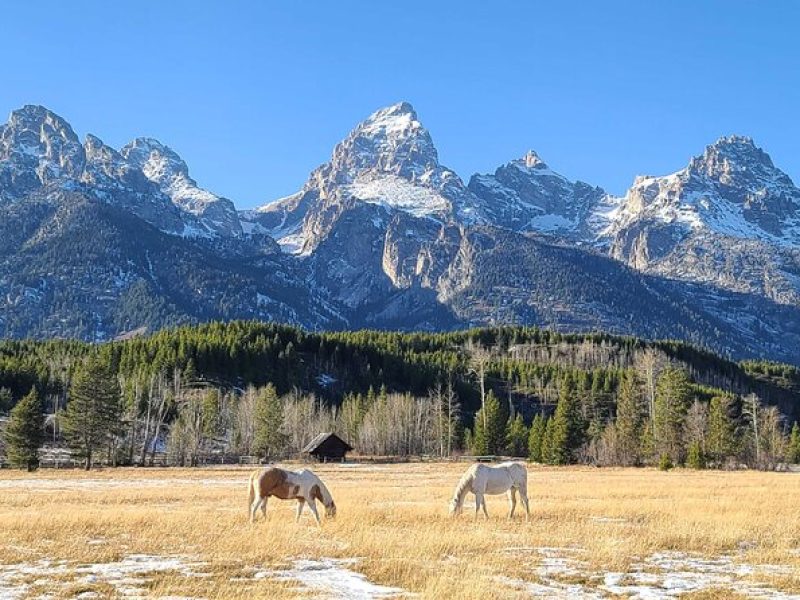 5-day In-Depth Yellowstone and Grand Teton National Park Tour