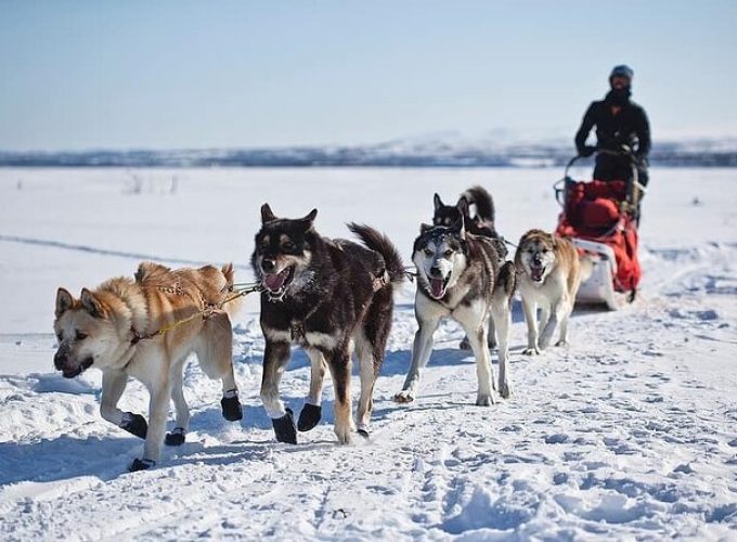 6 Day Winter Wonderland Tour in Yellowstone National Park