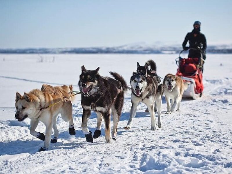 6 Day Winter Wonderland Tour in Yellowstone National Park