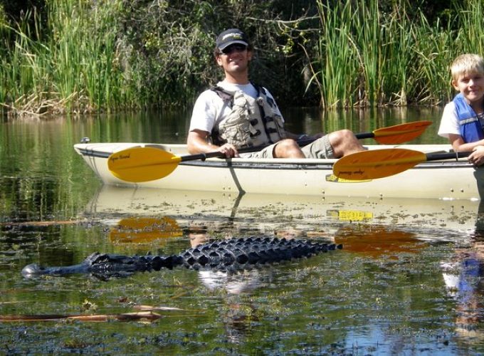 3 Hour Guided Mangrove Tunnel Kayak Eco Tour