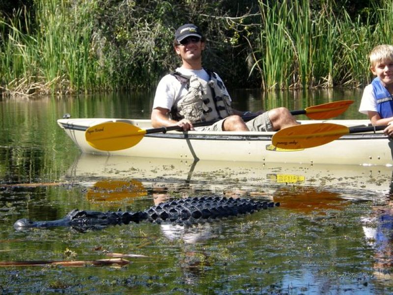 3 Hour Guided Mangrove Tunnel Kayak Eco Tour