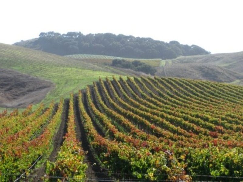 Wine Country Van Tour in Santa Ynez Valley