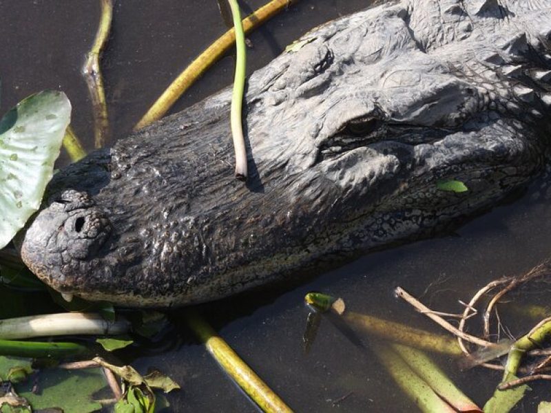 Everglades Day Safari from Miami