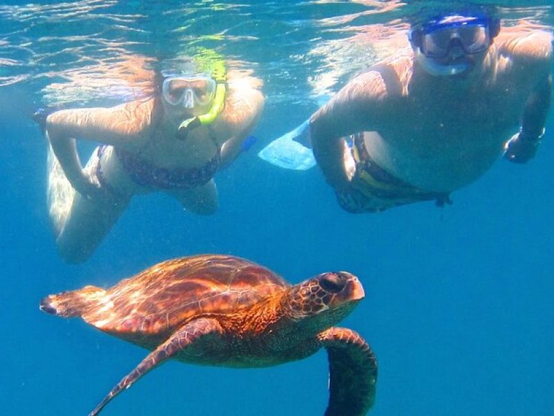 2 Hour Afternoon Sea Turtle Express Snorkel – Lahaina