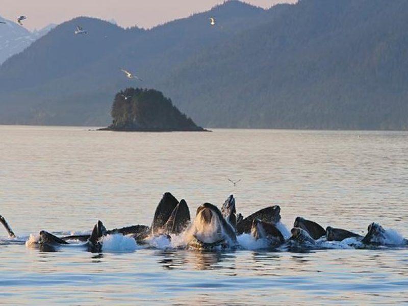 Ultimate Juneau Whale Watch