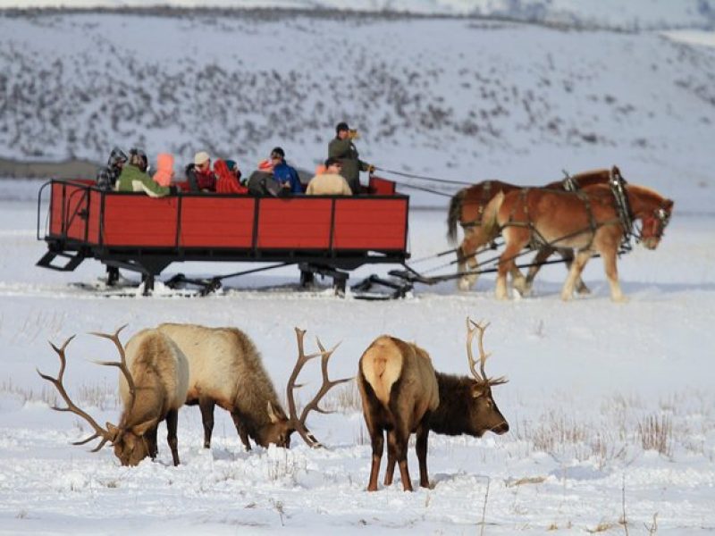 Grand Teton and National Elk Refuge Winter Wonderland Full Day Adventure