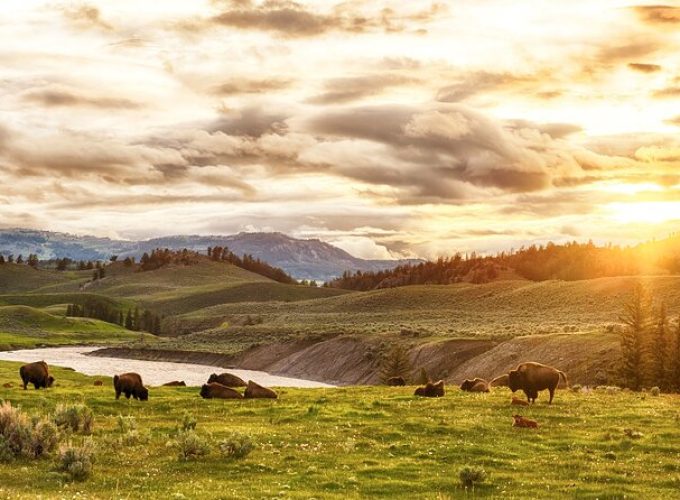 Yellowstone National Park Tour from Jackson Hole