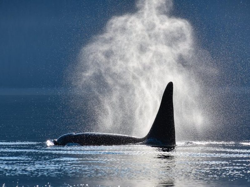 Juneau's Premier Whale Watching