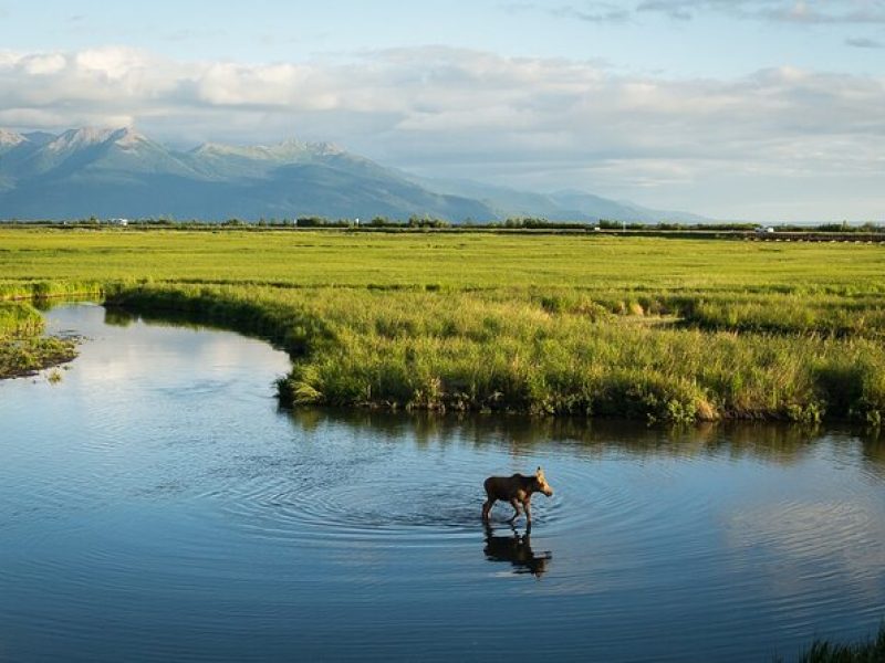 Private Tour: Anchorage 3-Hour Tour