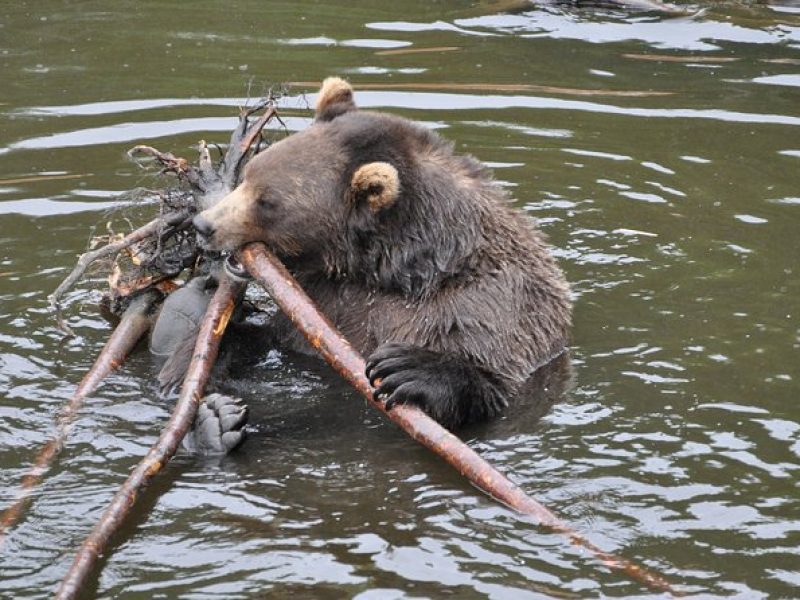 Sitka Premium Tour- Private- Alaska Raptor Center, Fortress of the Bears,Totems