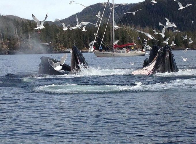 Sitka Shore Excursion: Whale-Watching and Marine Life Tour