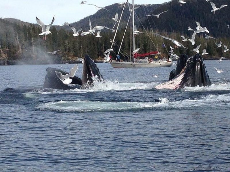 Sitka Shore Excursion: Whale-Watching and Marine Life Tour