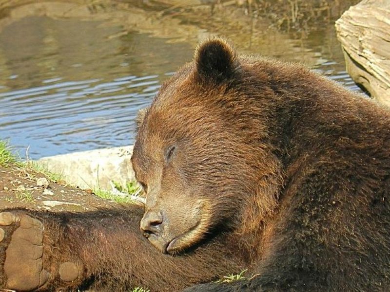 Sitka Sightseeing Tour including Fortress of the Bear and Totem Poles