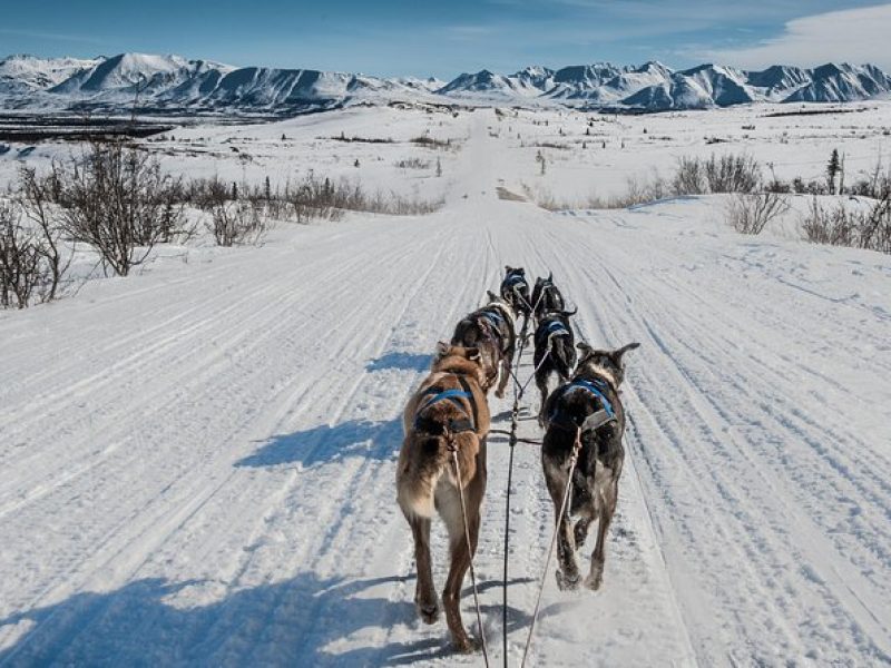 Dog Sledding – Subarctic Wilderness Tour