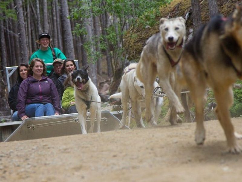 Sled Dog Discovery in Juneau