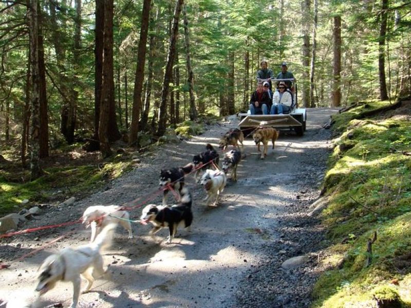 Sled Dog Discovery in Skagway