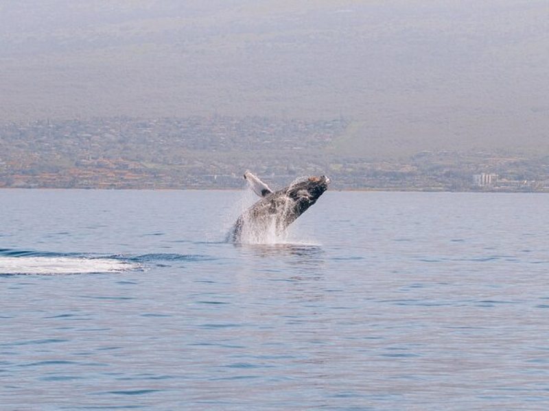 Midday Sail with the Whales Ma'alaea