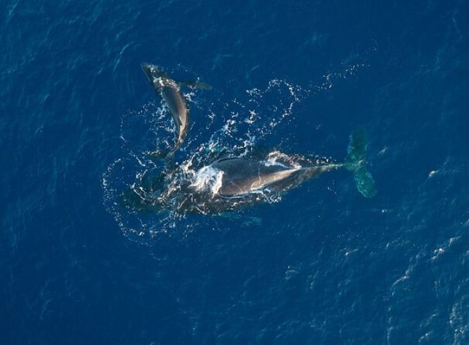 Early Sail with the Whales from Ma'alaea Harbor