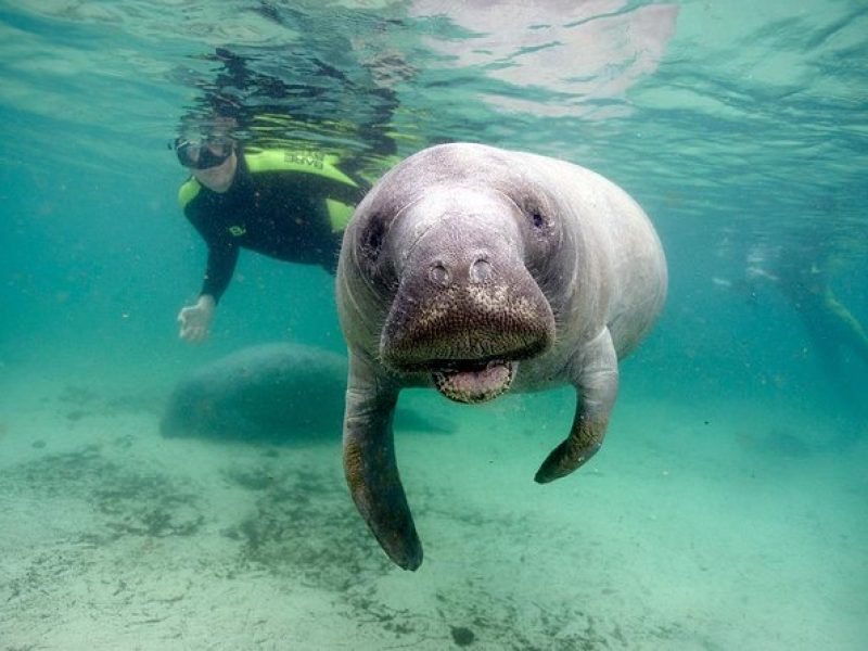 Private Manatee Swim for up to 6 with In-Water Divemaster/Photographer