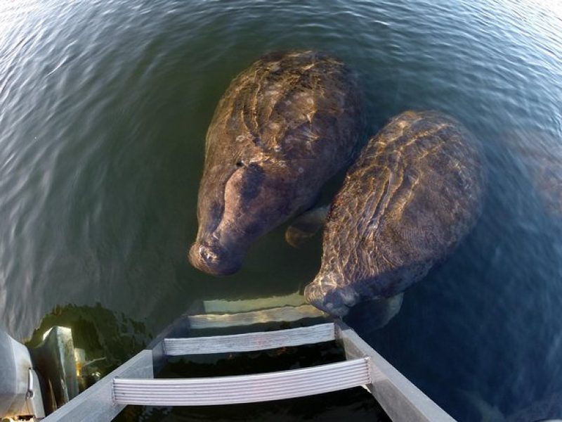 Small group Manatee Tour with In-Water Divemaster/Photographer