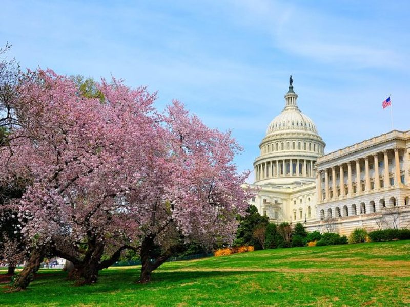 The DC Cherry Blossom Tour