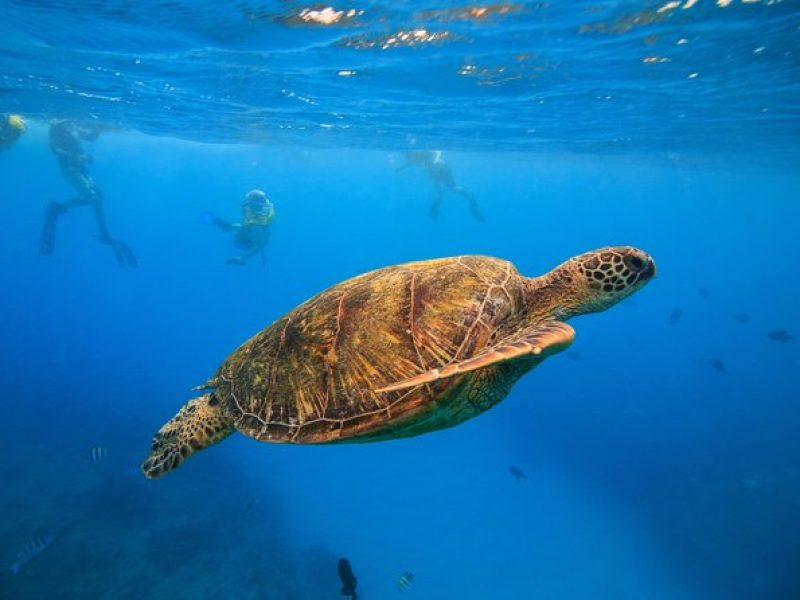 Turtle Canyons Snorkel Excursion from Waikiki, Hawaii