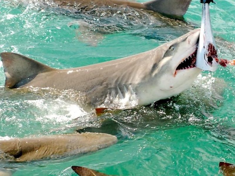 Shark and Wildlife Viewing Adventure in Key West